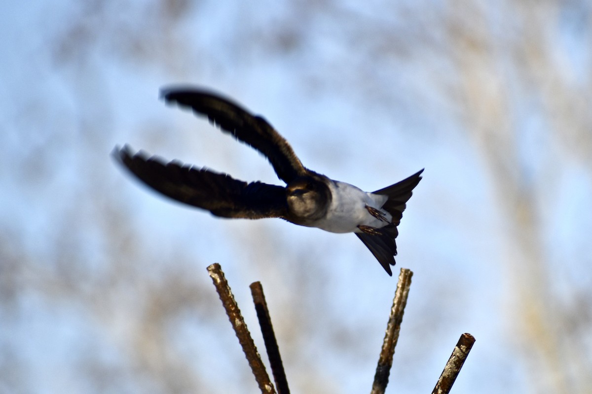 Northern Rough-winged Swallow - Julie Davis