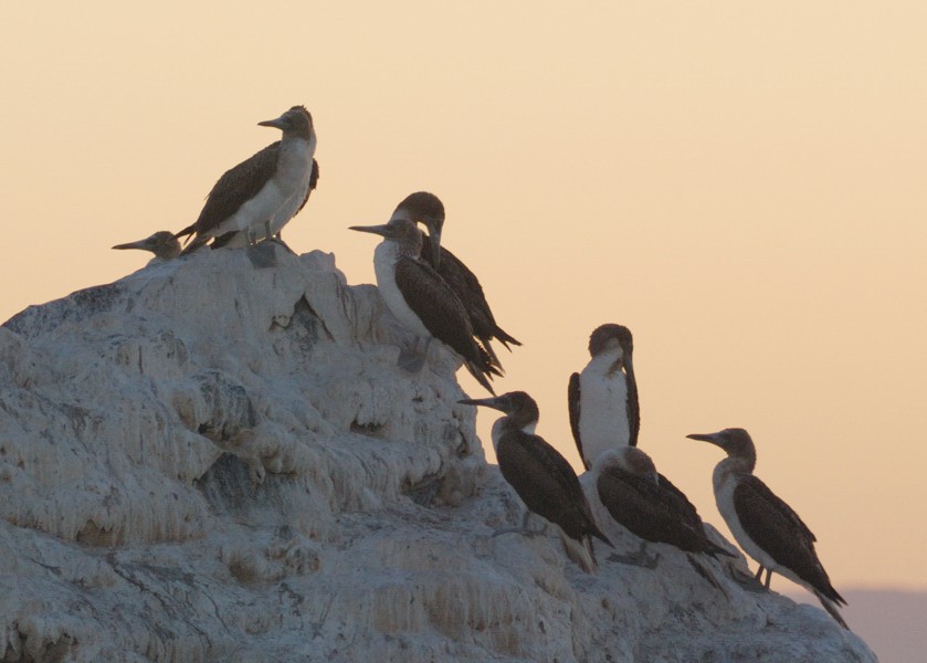 Blue-footed Booby - ML217509431