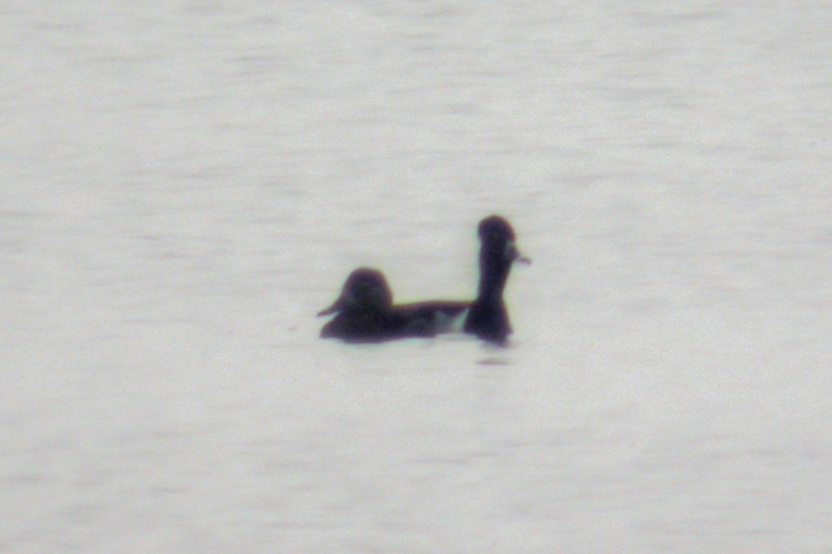 Ring-necked Duck - ML217512611