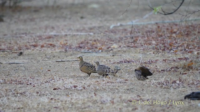 Four-banded Sandgrouse - ML217512641