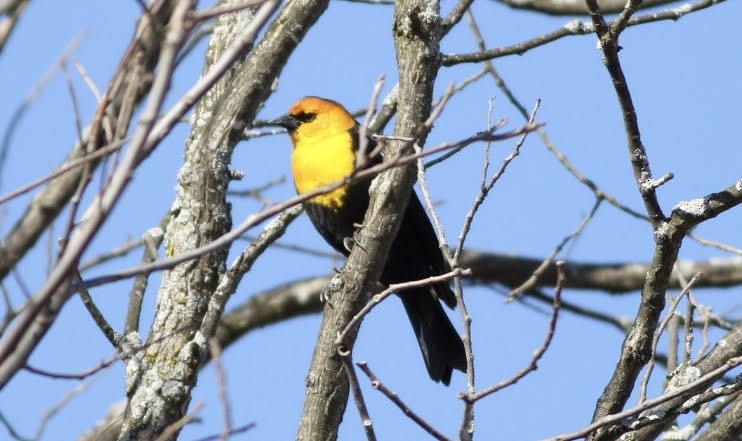 Yellow-headed Blackbird - ML217512831