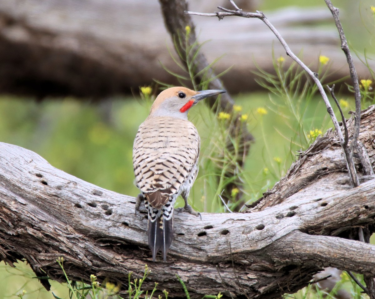 Gilded Flicker - ML217512941