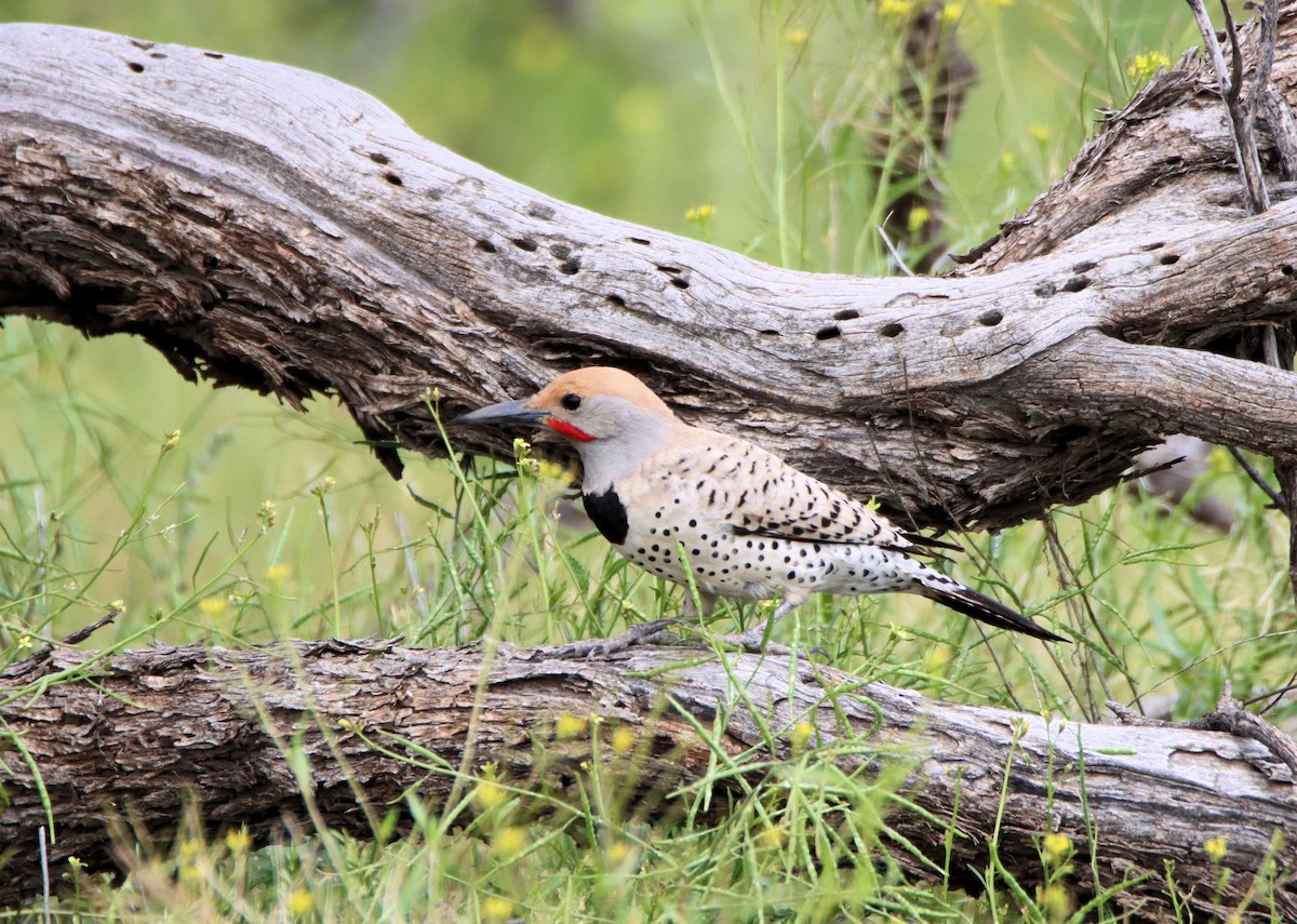 Gilded Flicker - ML217512951