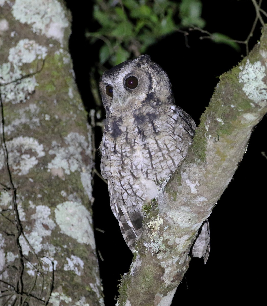 Long-tufted Screech-Owl - ML217513121