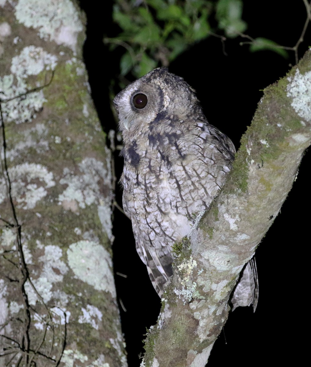 Long-tufted Screech-Owl - ML217513131
