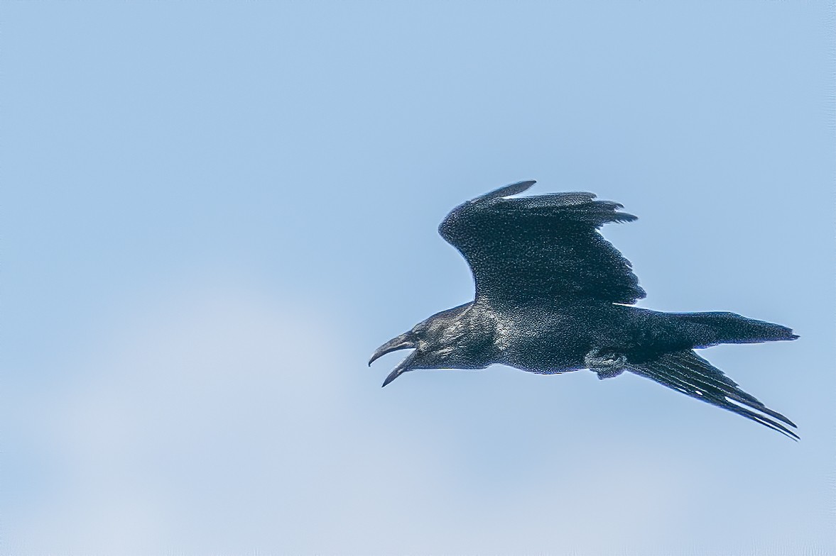 Common Raven - ML217514531