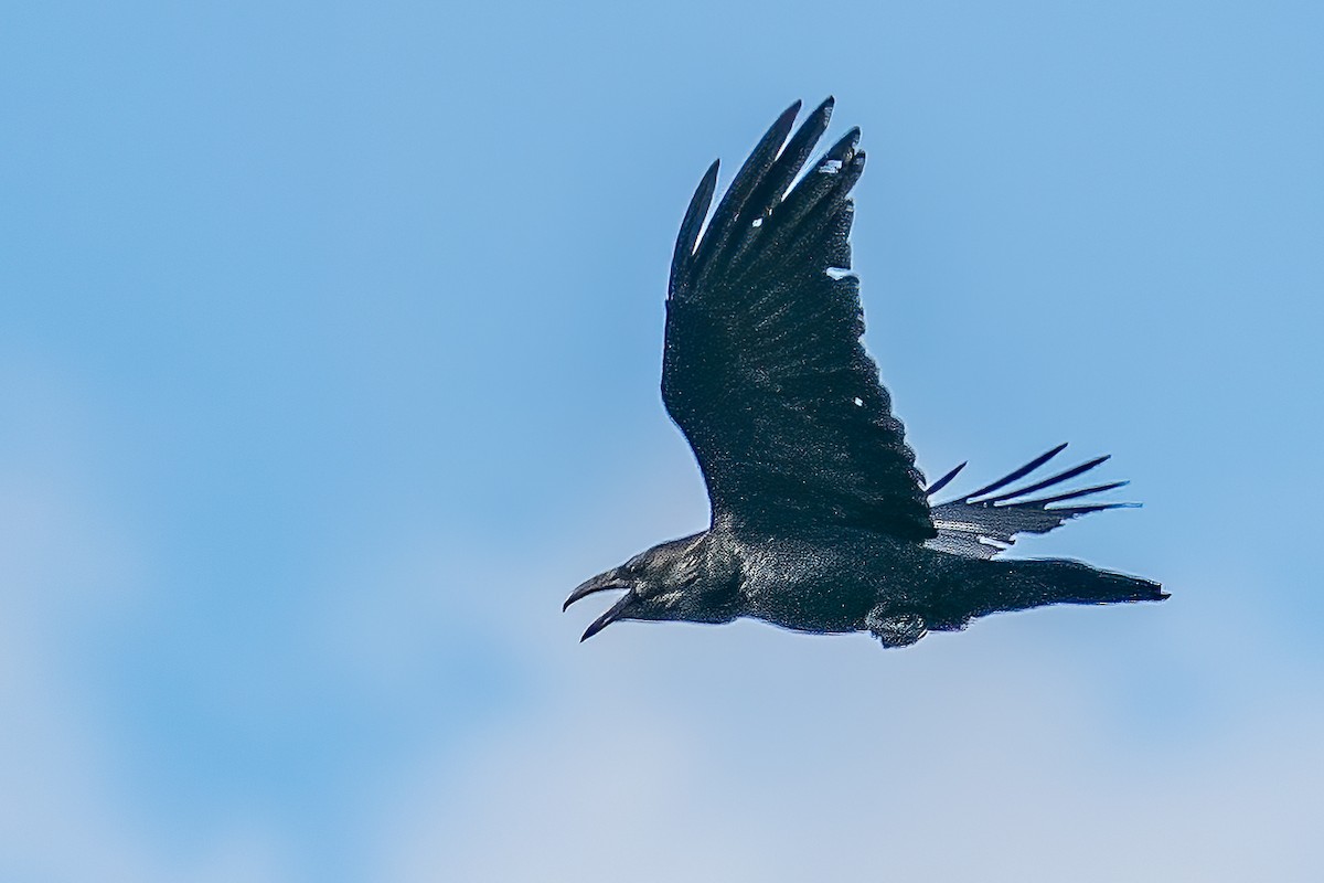 Common Raven - ML217514541