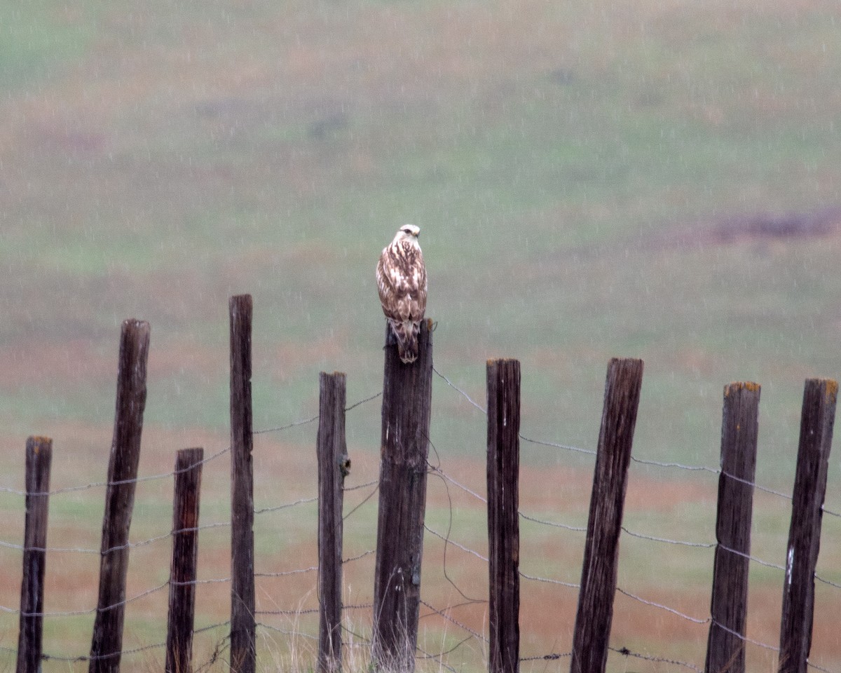 Rough-legged Hawk - ML217514601