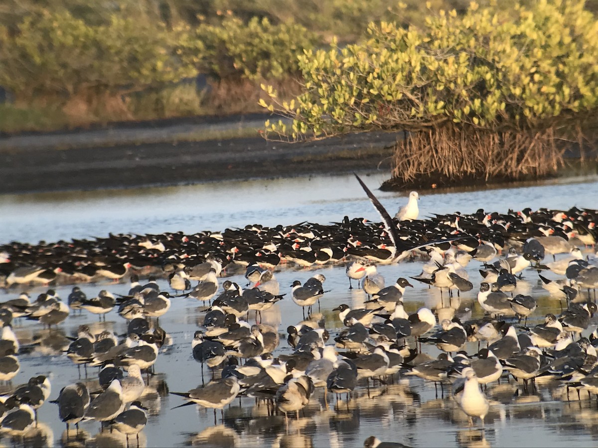 Black Skimmer - ML217515071