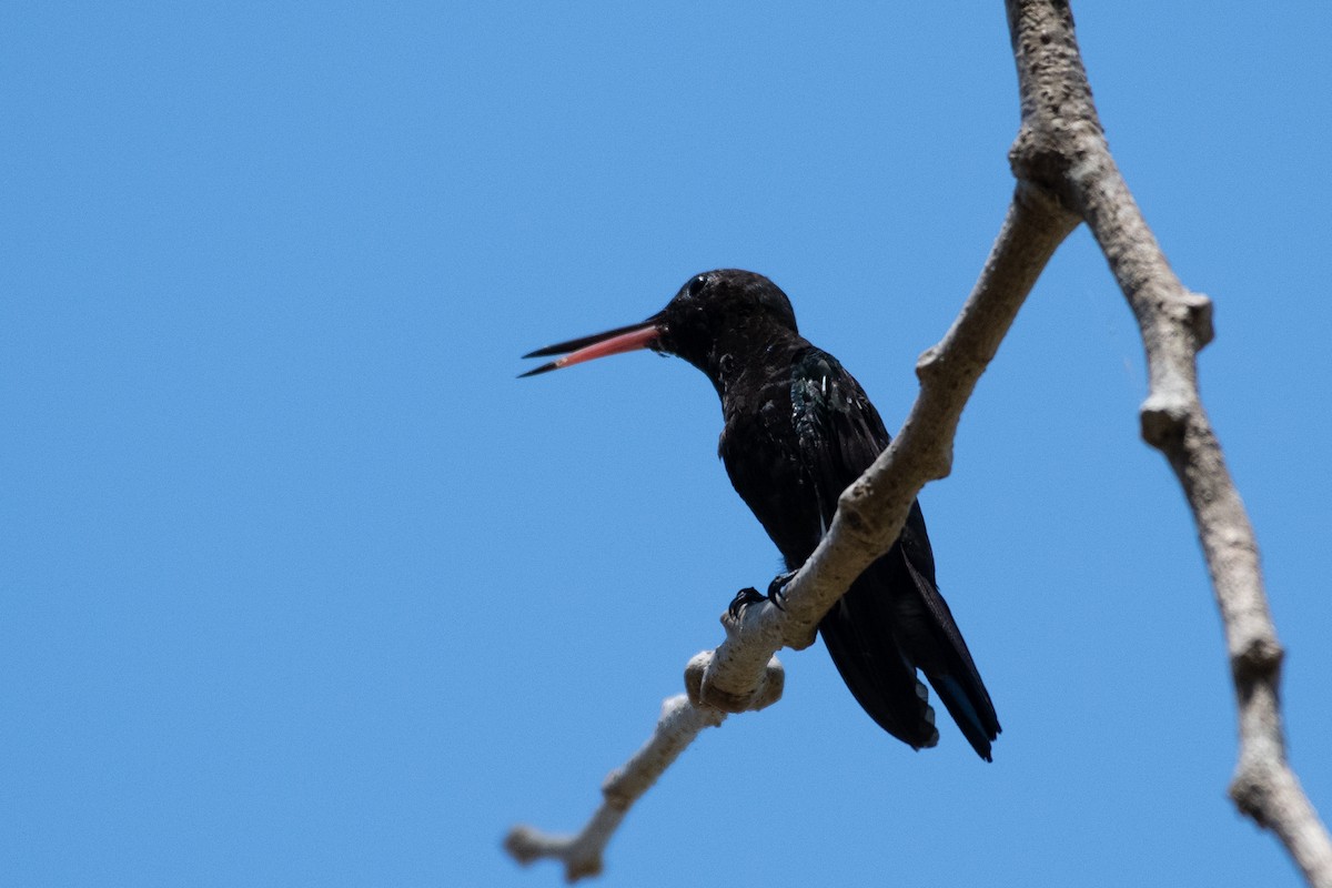 Blue-vented Hummingbird - Matthew Bell