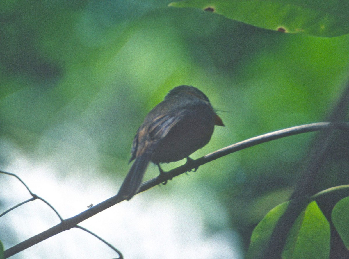 Kleinantillen-Schnäppertyrann (latirostris) - ML217516121