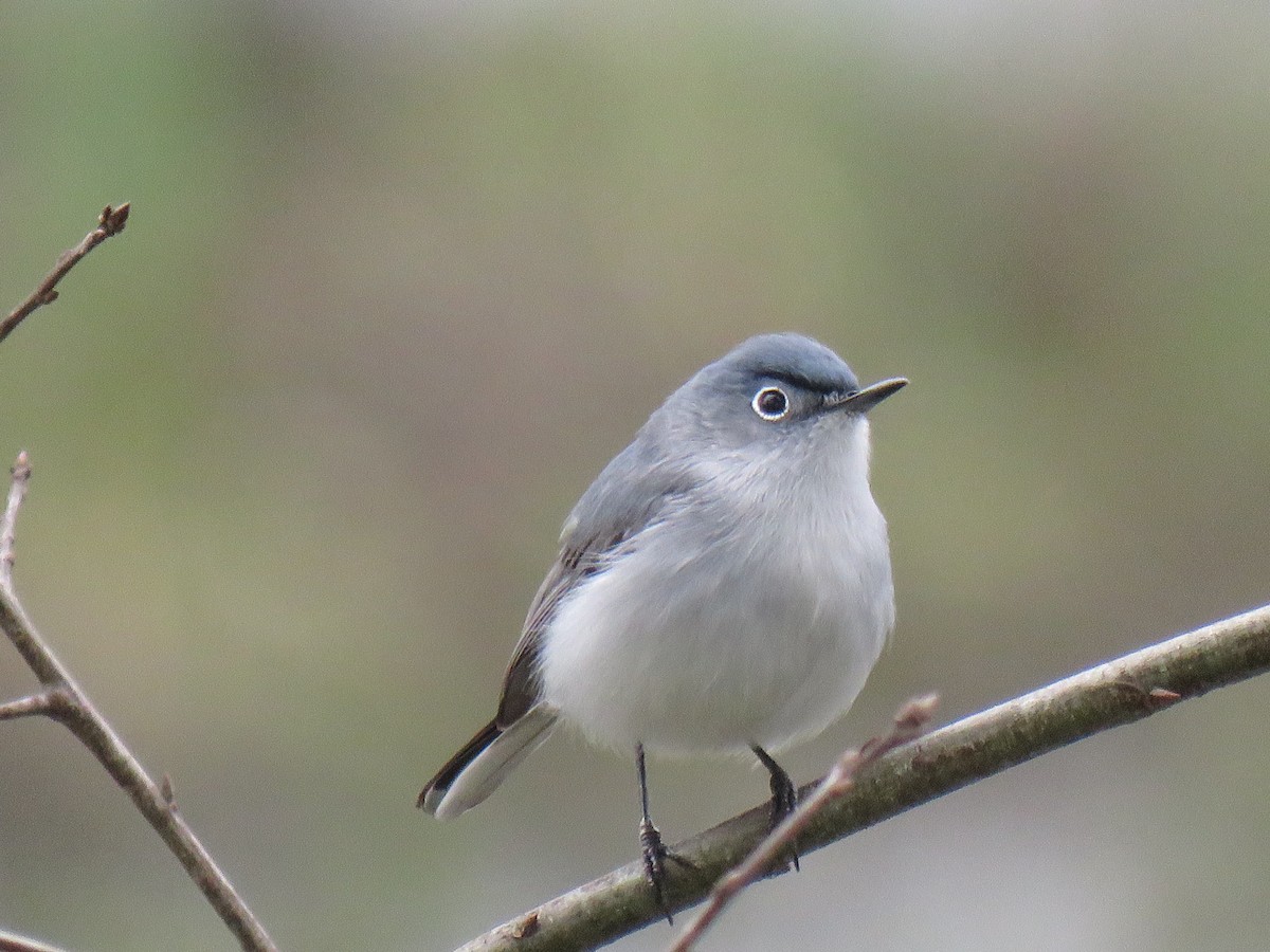 Blue-gray Gnatcatcher - ML217517731