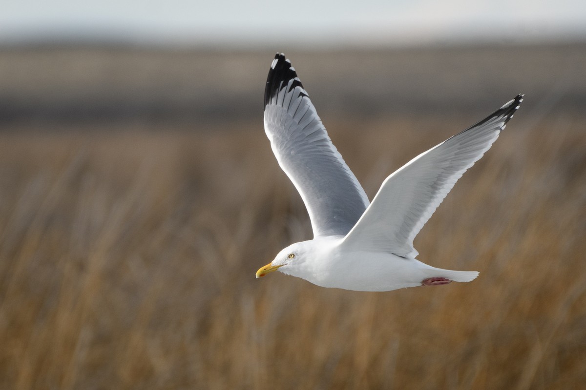 Gaviota Argéntea - ML217518171