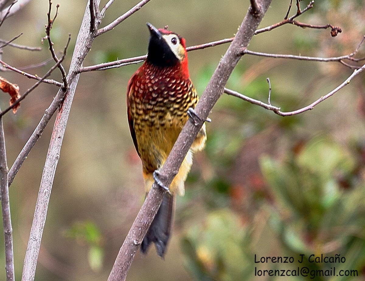 Crimson-mantled Woodpecker - ML217518571