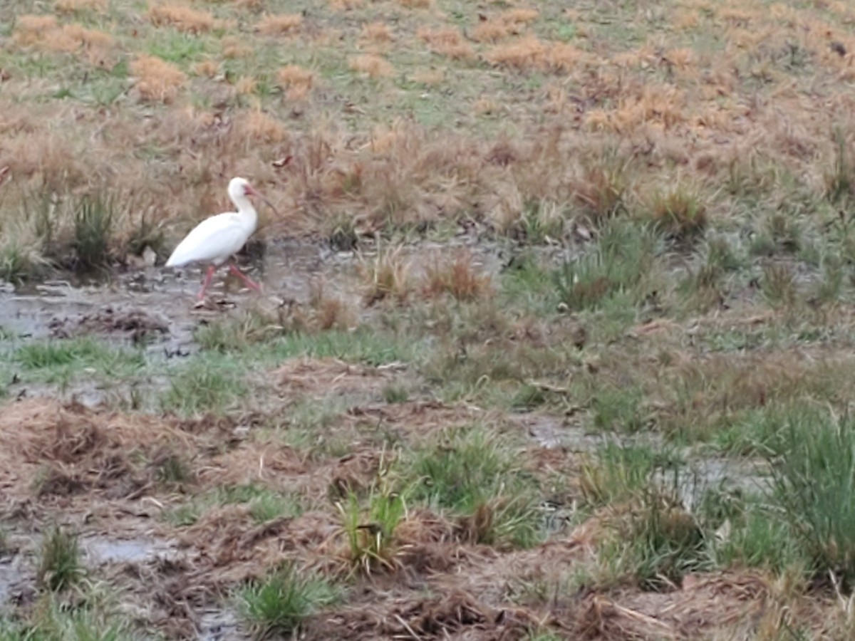 ibis bílý - ML217519291