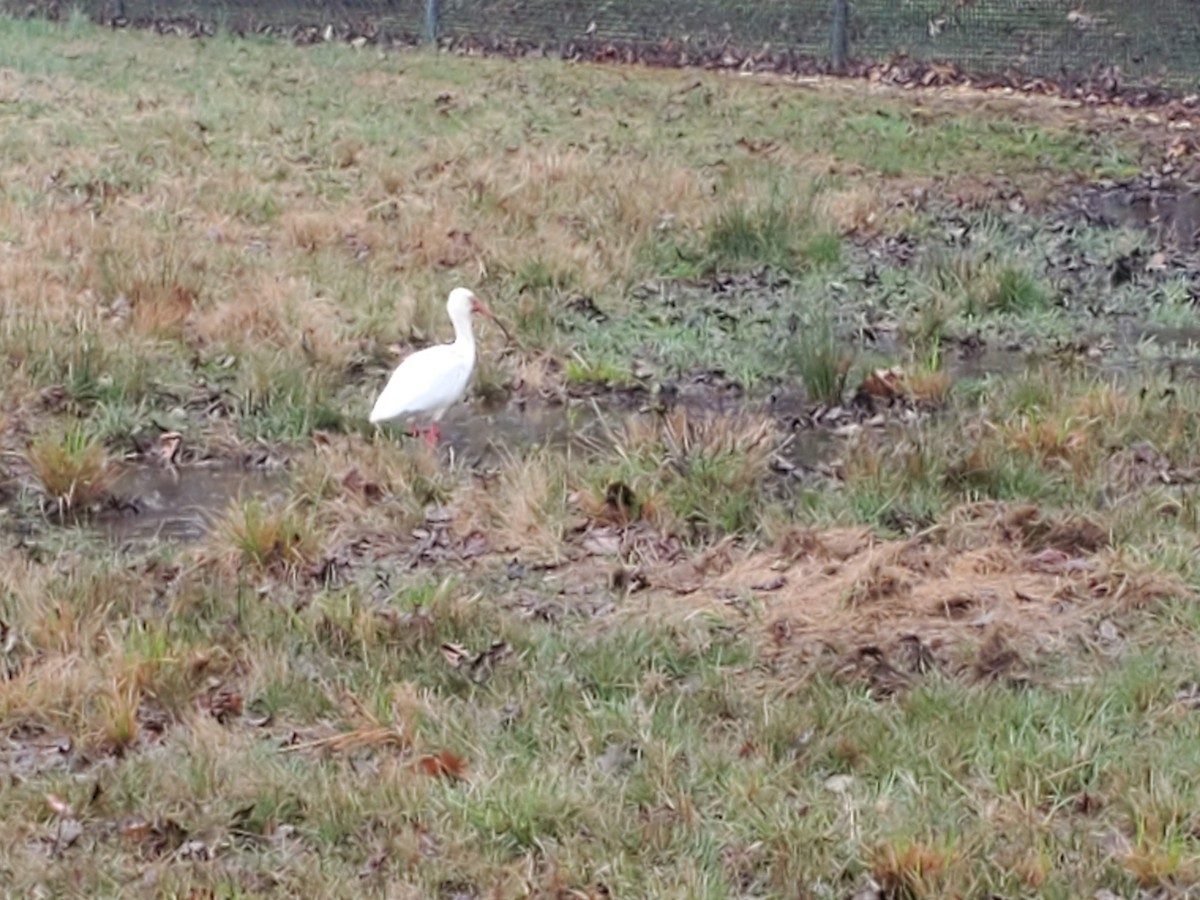 ibis bílý - ML217519301