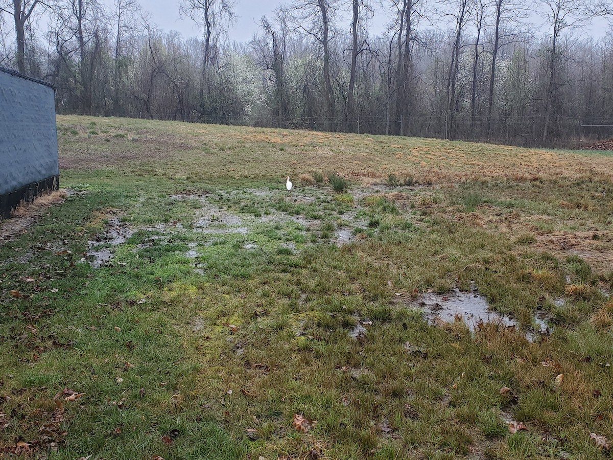 ibis bílý - ML217519321