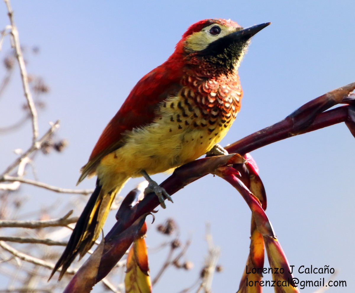 Crimson-mantled Woodpecker - ML217519491