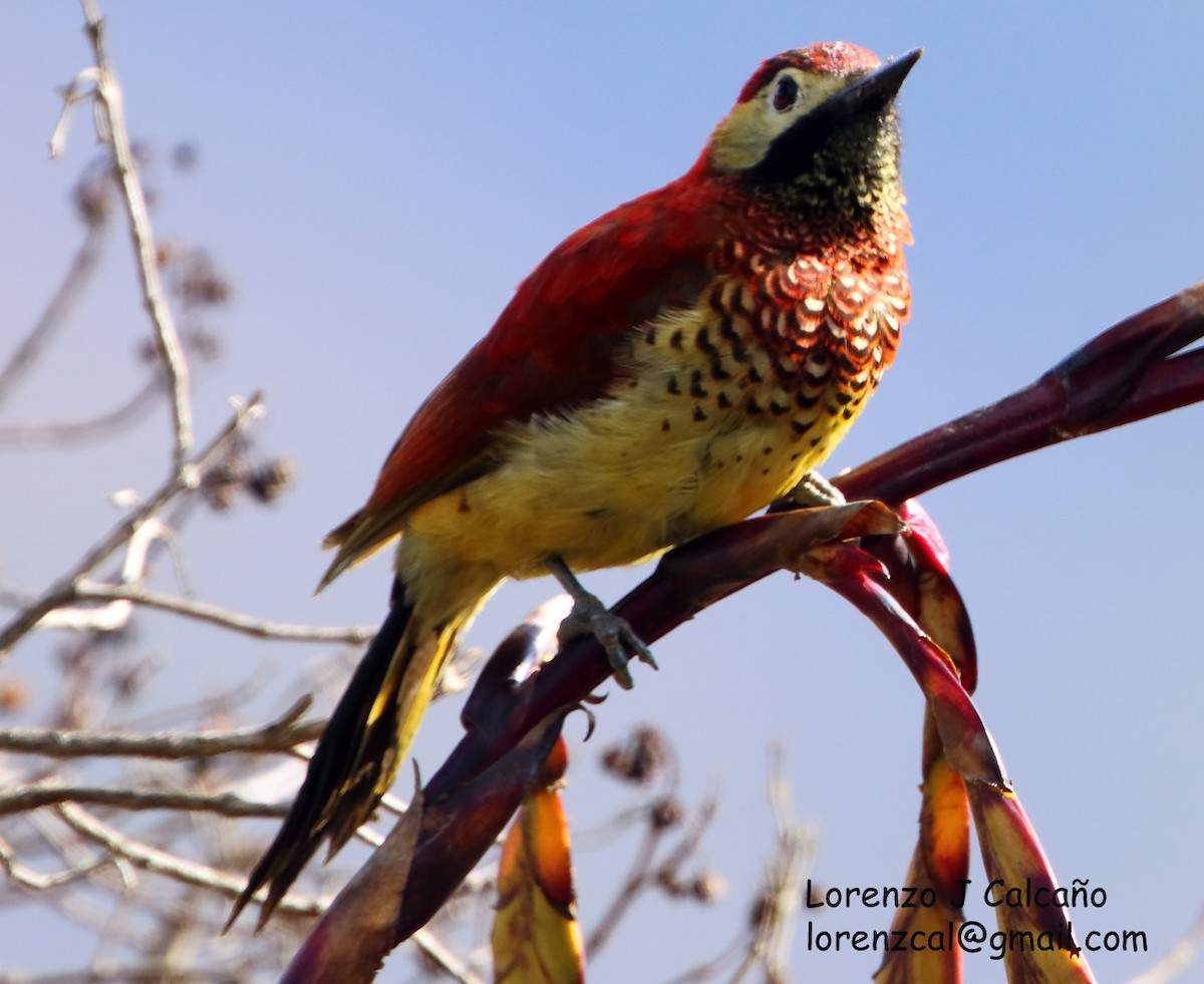 Crimson-mantled Woodpecker - ML217519681