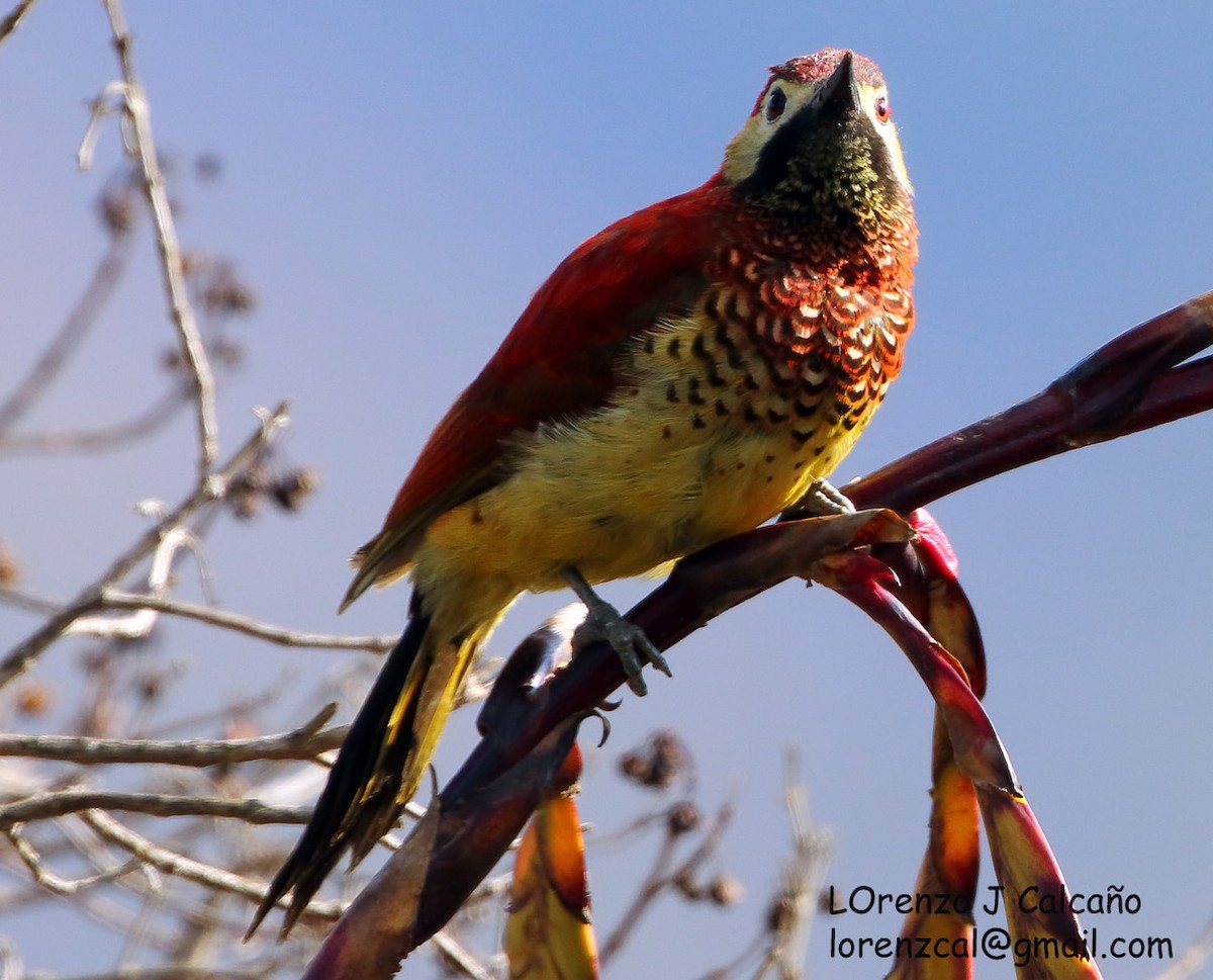 Crimson-mantled Woodpecker - ML217519751