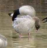 Pink-footed Goose - ML217520311