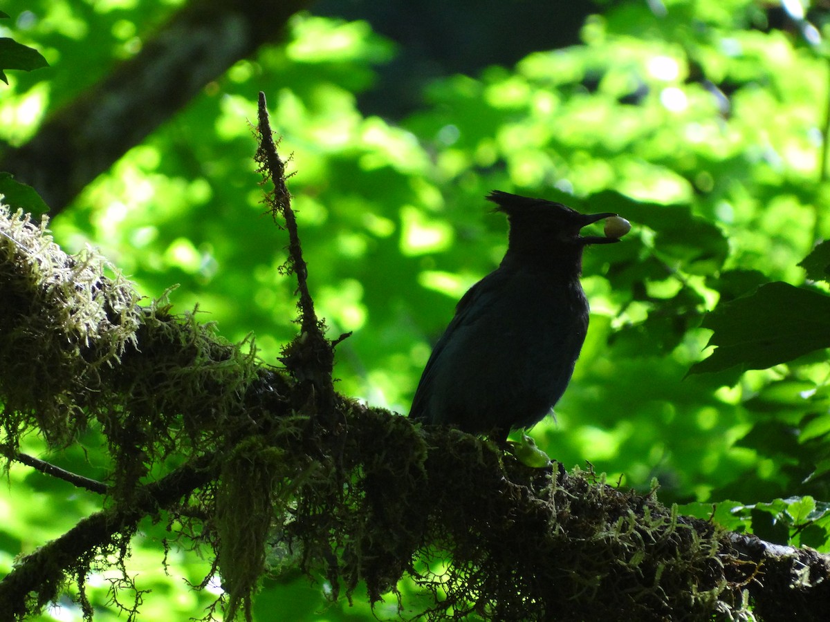 Steller's Jay - ML217521051