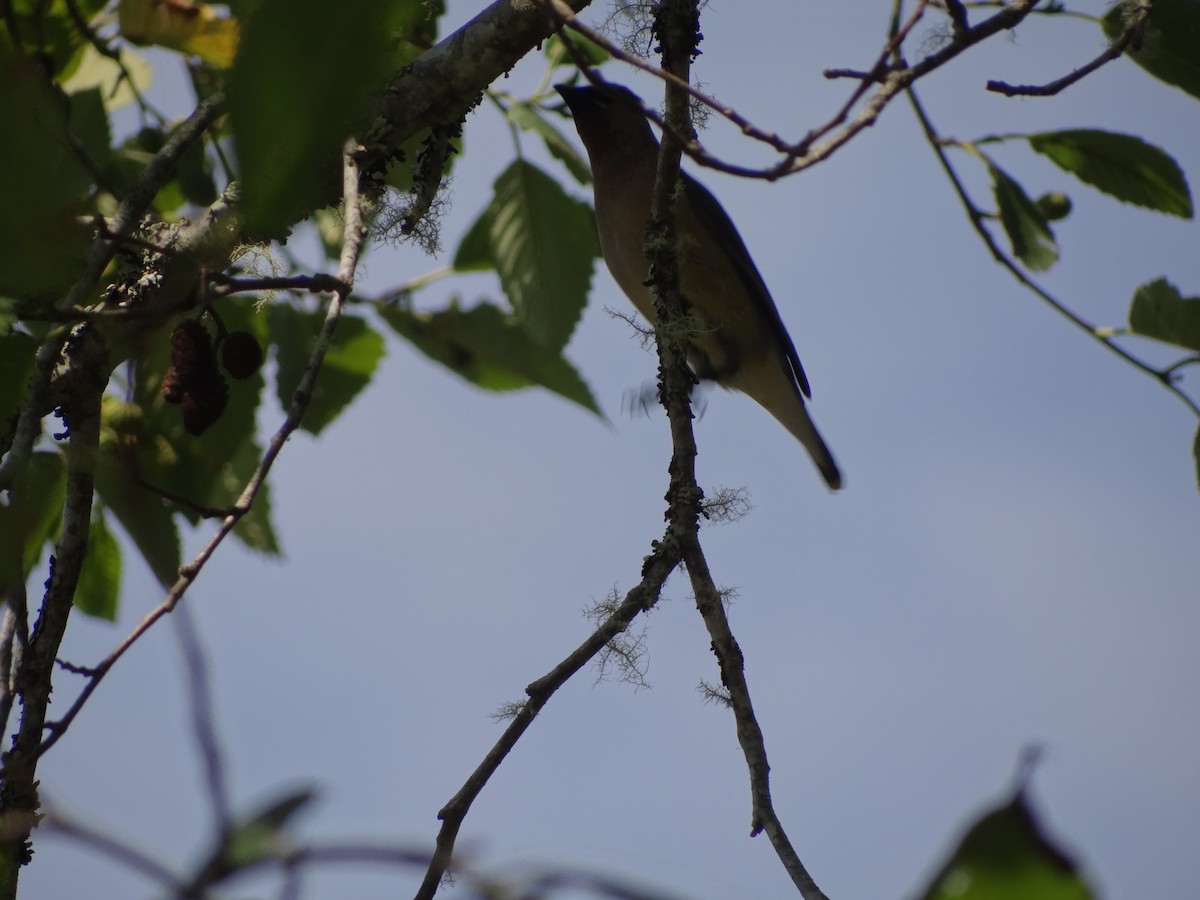 Cedar Waxwing - ML217521171