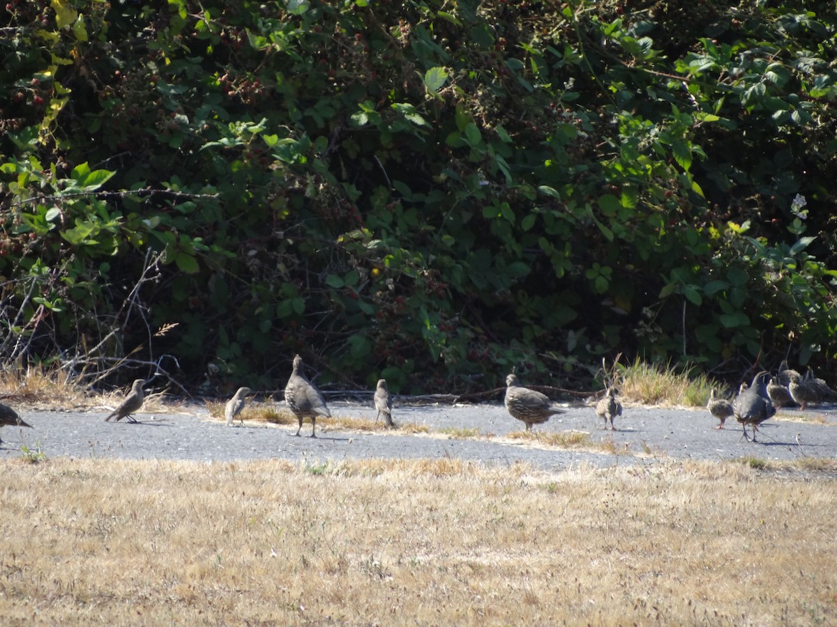 California Quail - ML217521391