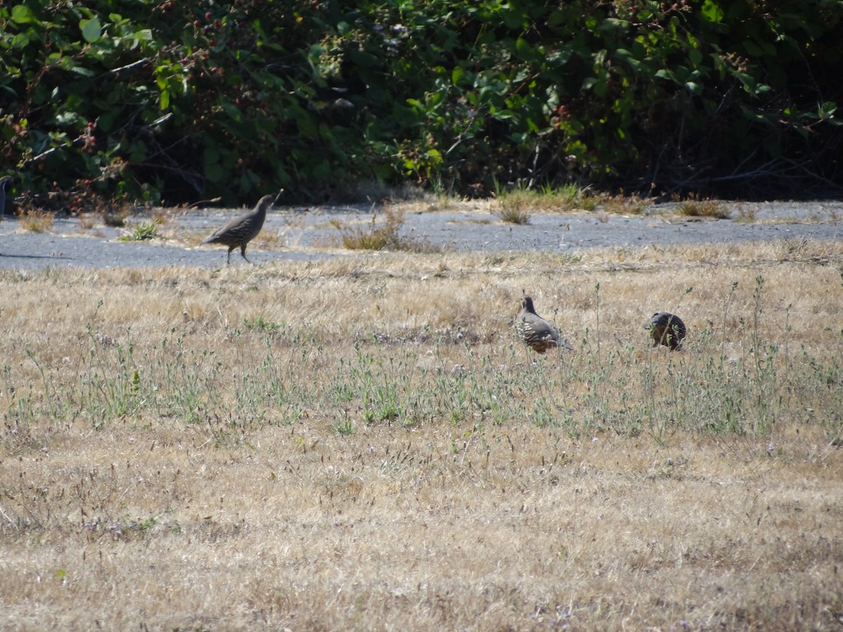 California Quail - ML217521401