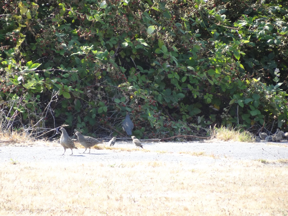 California Quail - ML217521411