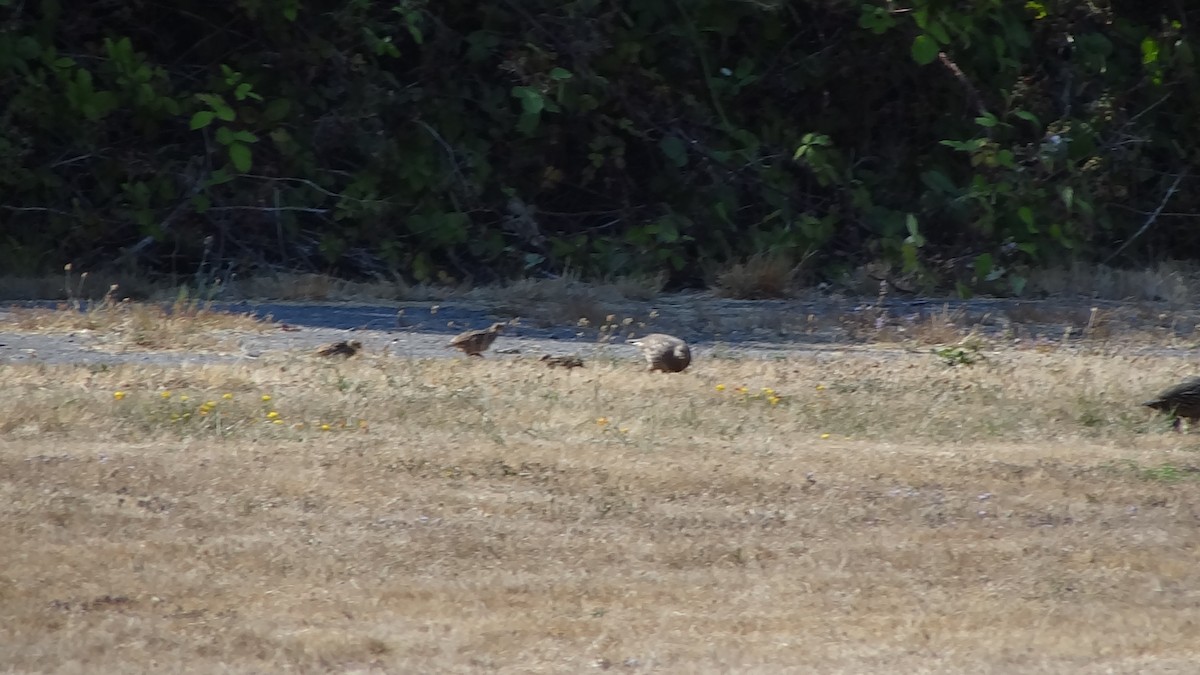 California Quail - ML217521421