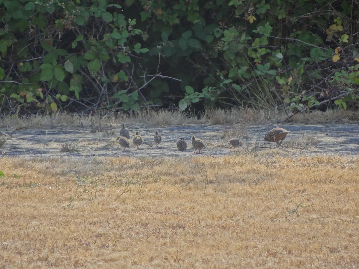 California Quail - ML217521521