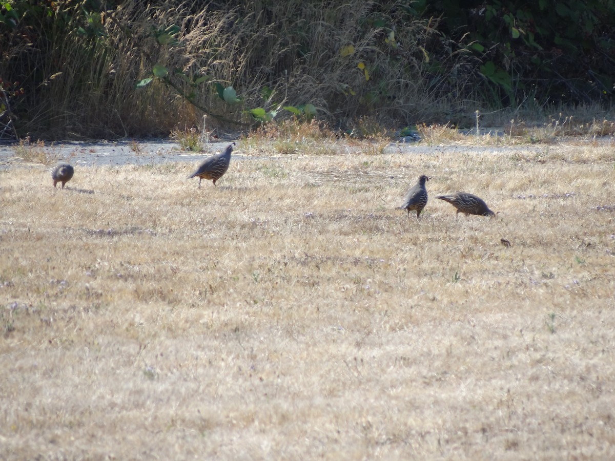 California Quail - ML217521531