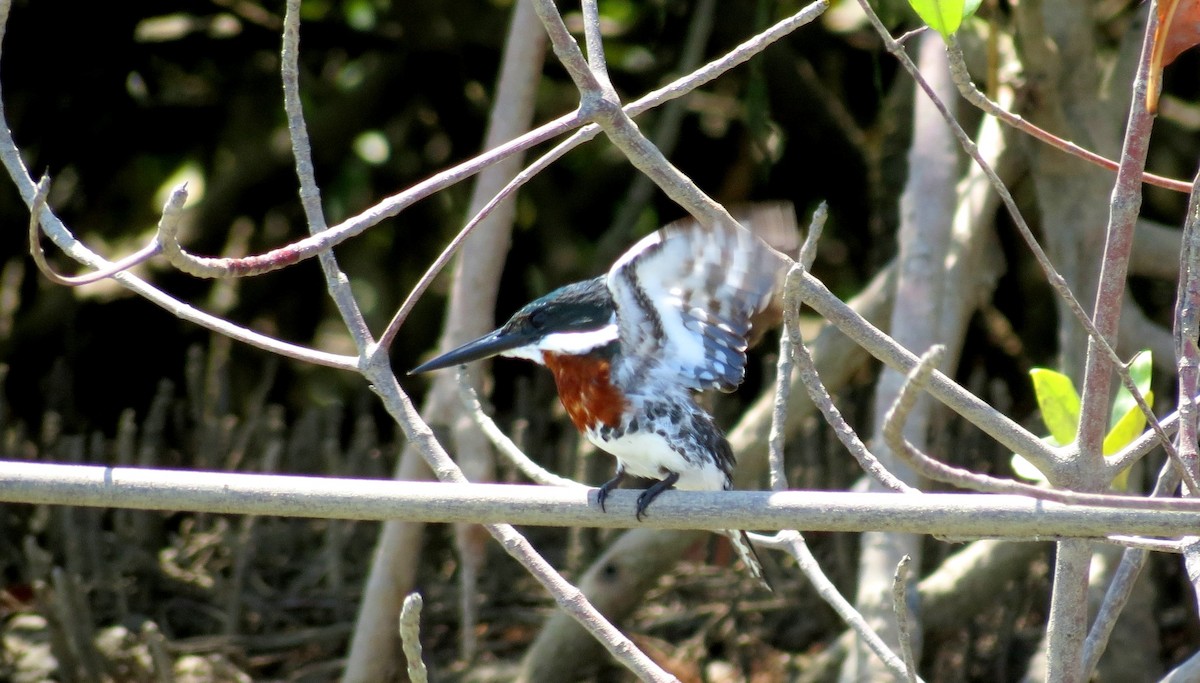 Green Kingfisher - ML217523011