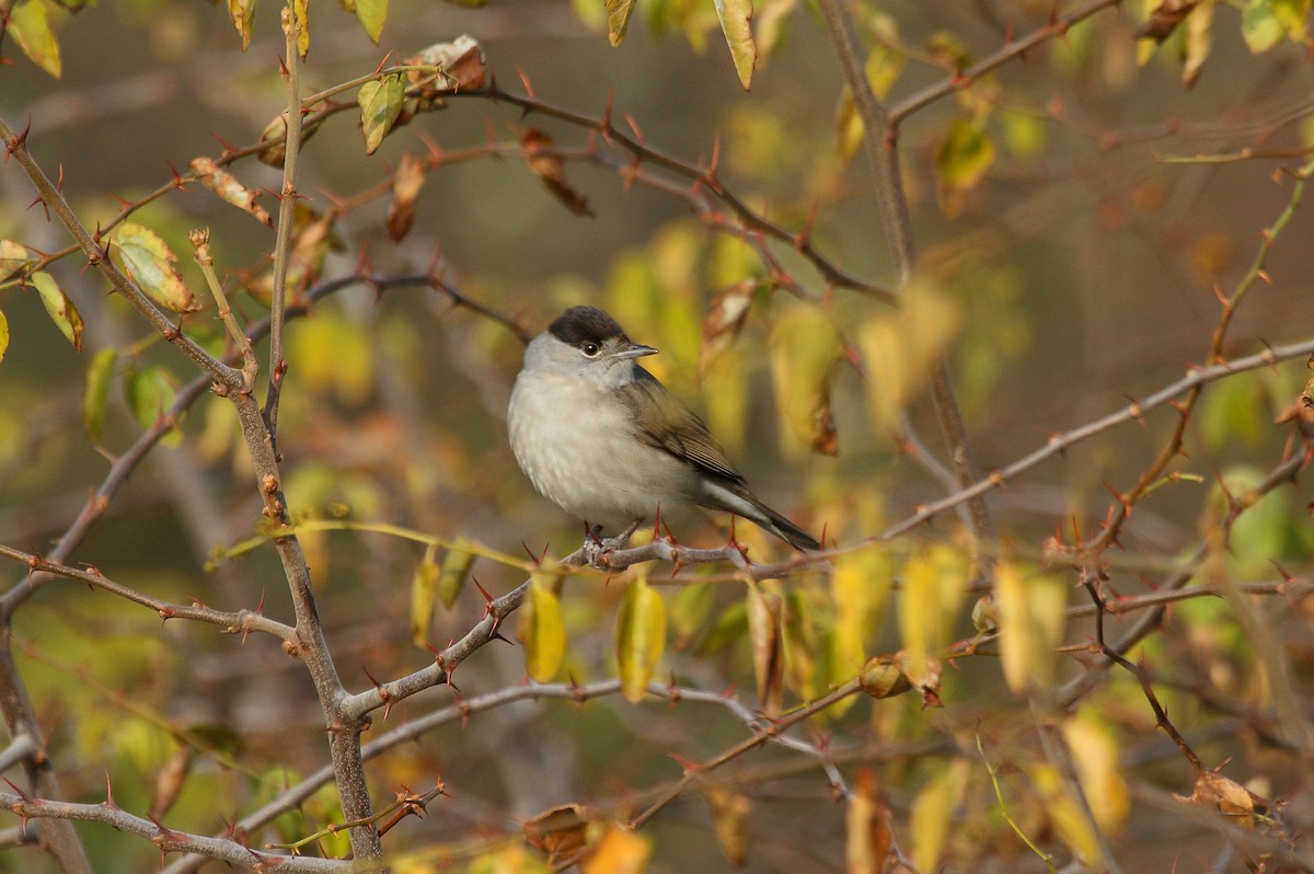 Eurasian Blackcap - Patrick J. Blake