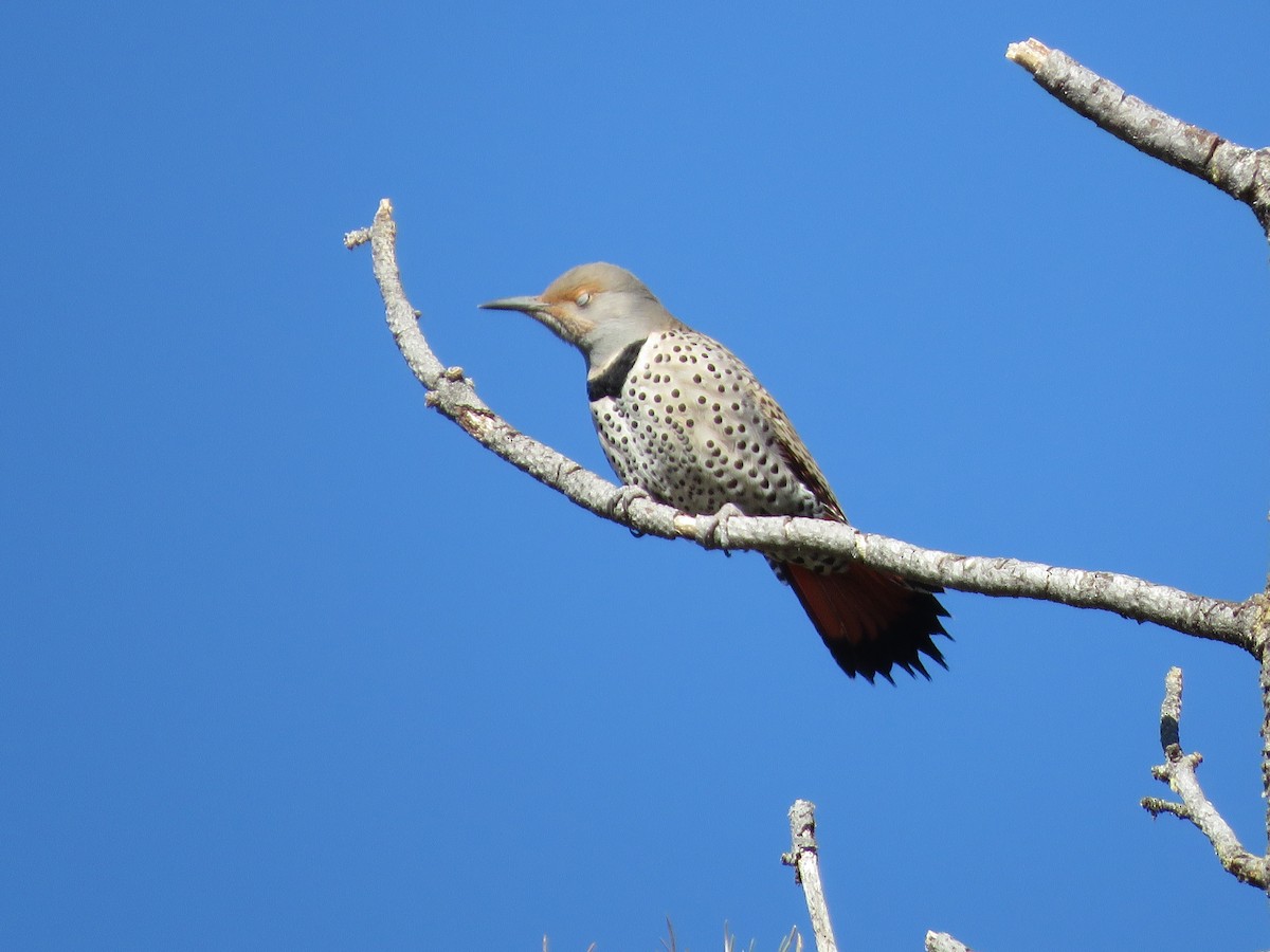 Northern Flicker (Red-shafted) - ML217523801