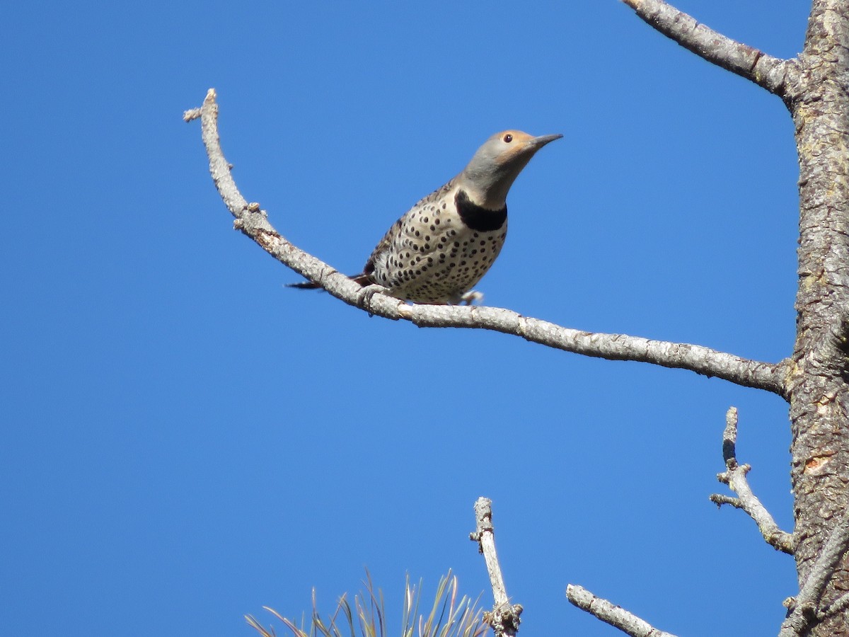 Northern Flicker (Red-shafted) - ML217524021