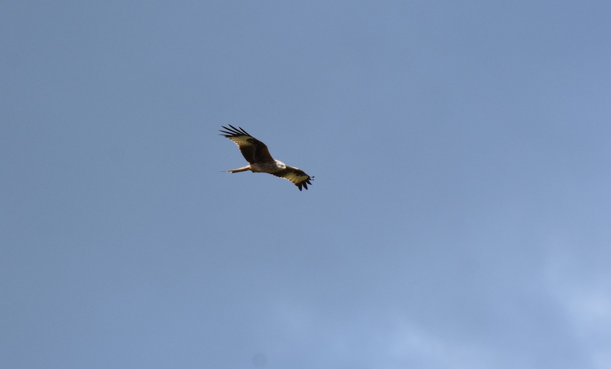 Red Kite - ML217525571