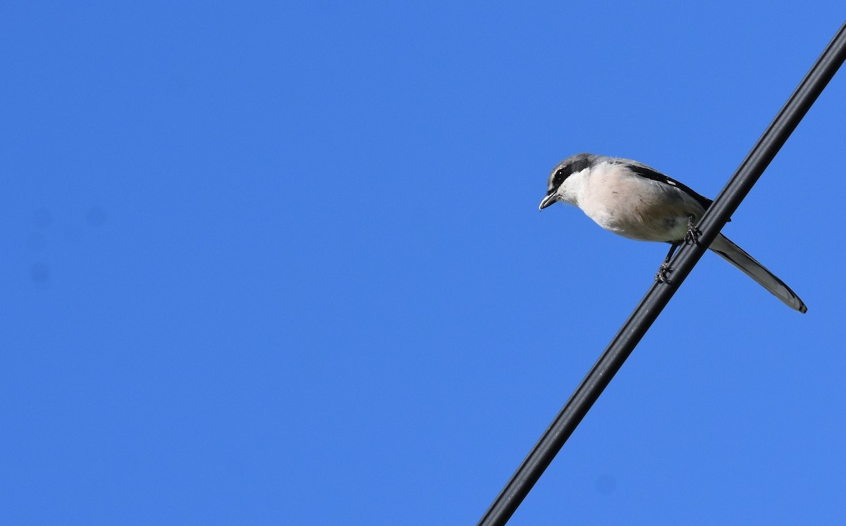 Iberian Gray Shrike - ML217525621