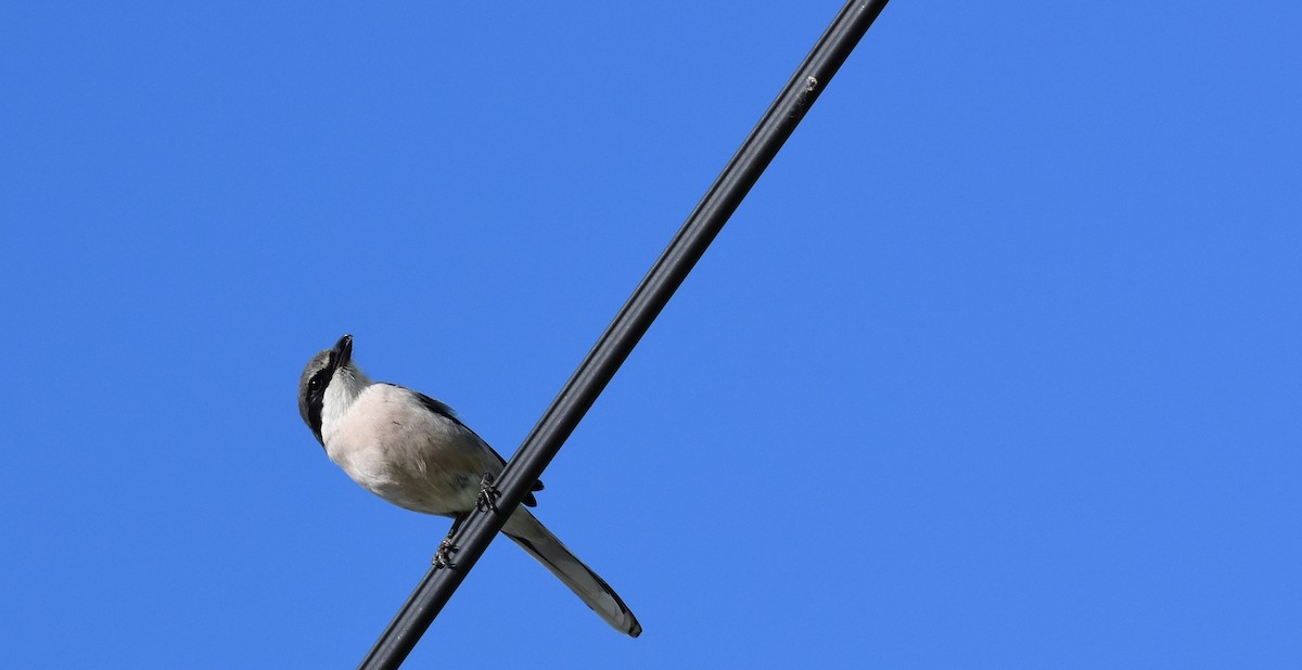 Iberian Gray Shrike - ML217525631