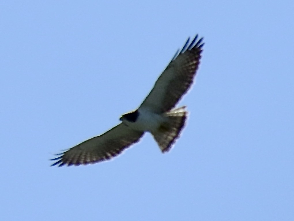 Short-tailed Hawk - ML217525851