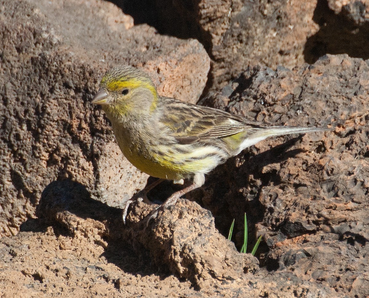 Island Canary - José Martín