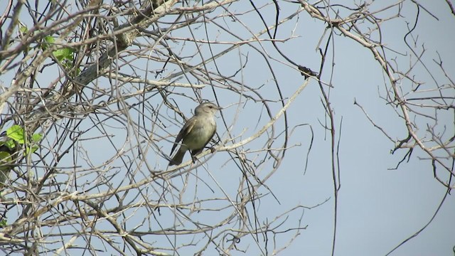 Tumbes Tyrannulet - ML217528861