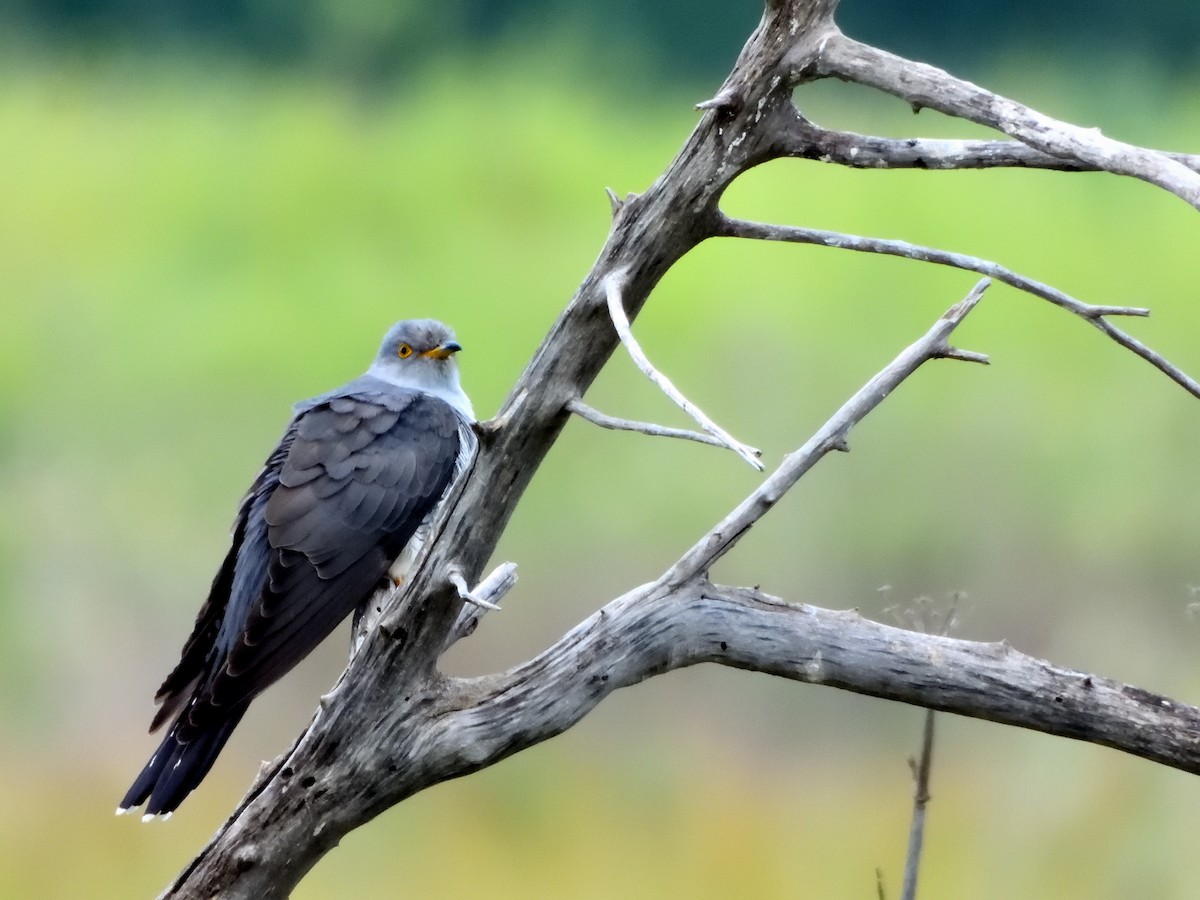 Common Cuckoo - ML217529151