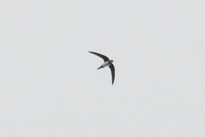 Alpine Swift - ML217529881