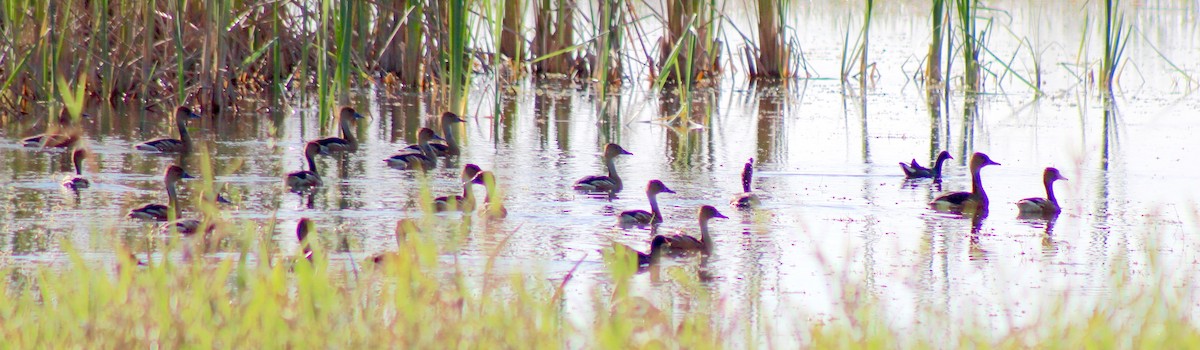 Fulvous Whistling-Duck - ML217530081