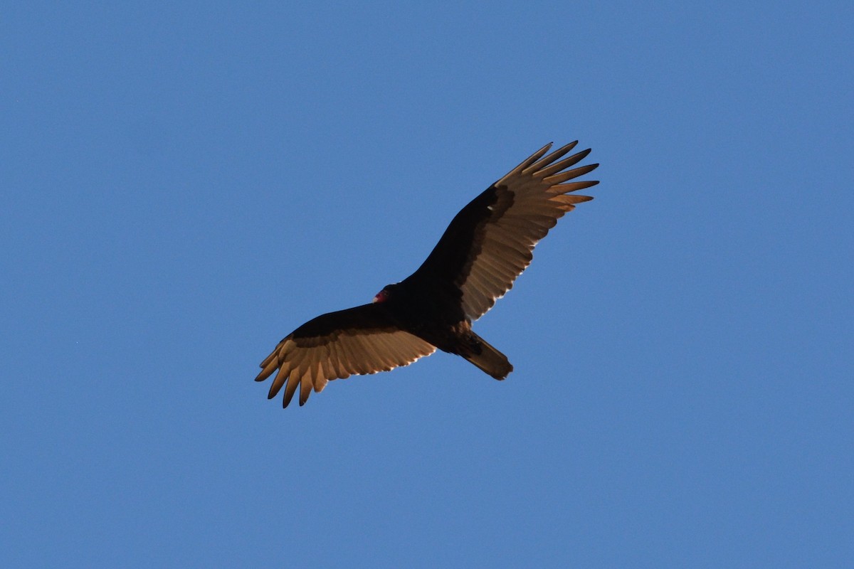 Turkey Vulture - ML217530231