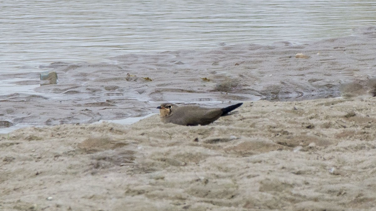 Oriental Pratincole - ML217531781