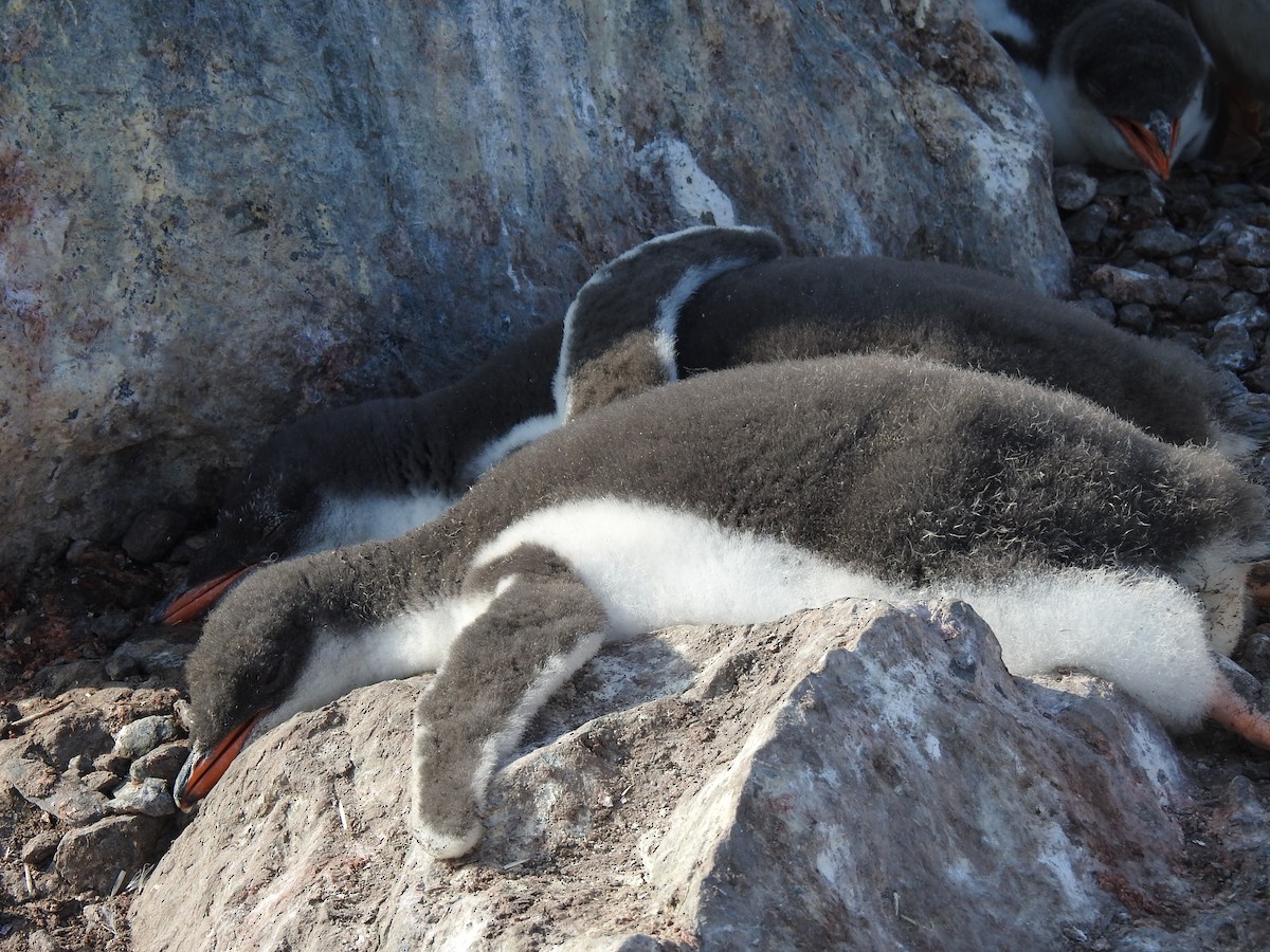 Gentoo Penguin - Ana Paula Alminhana Maciel