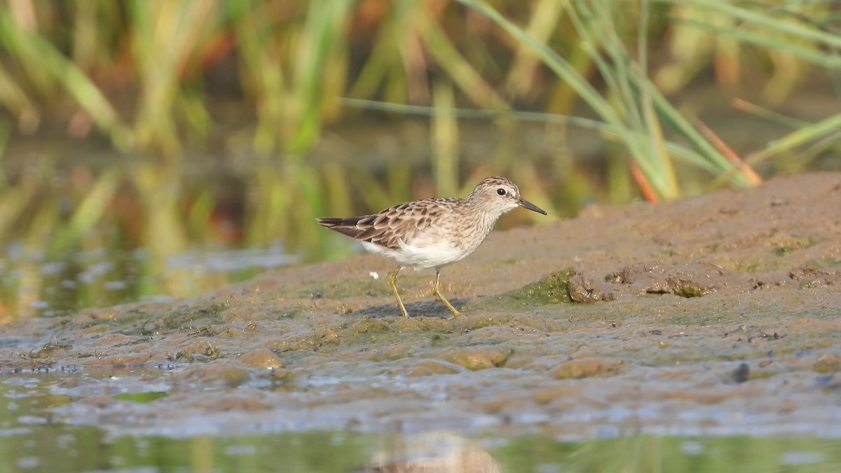Long-toed Stint - ML217533351